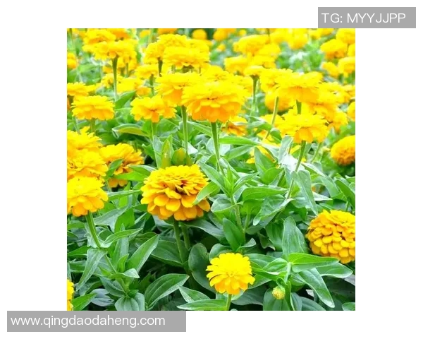 花卉种植技巧与养护指南，打造绿色家园的美丽花海